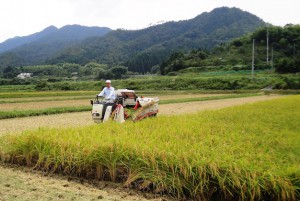 船岡新米稲刈り